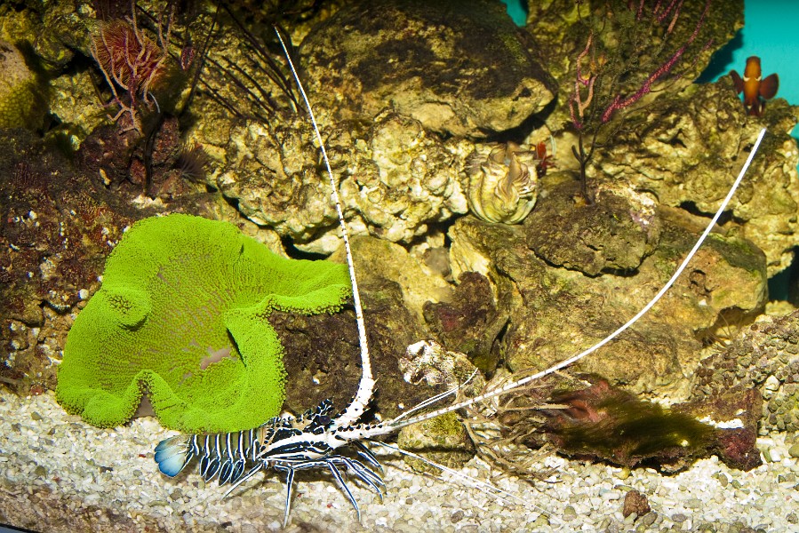 Spiny Blue Lobster and Green Carpet Anemone in Aquarium